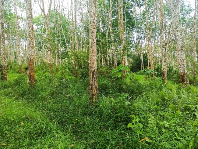 BU Jual Cepat Tanpa Perantara, Tanah Strategis Di Sumatera Selatan