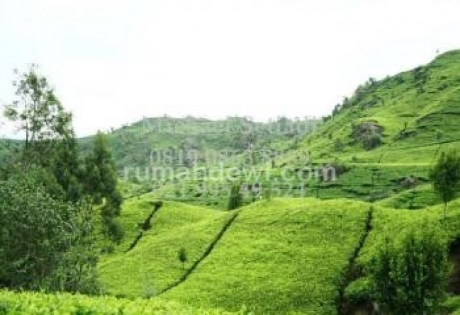 DIJUAL TANAH COCOK UNTUK PERKEBUNAN