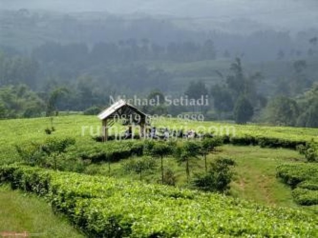 DIJUAL TANAH COCOK UNTUK PERKEBUNAN