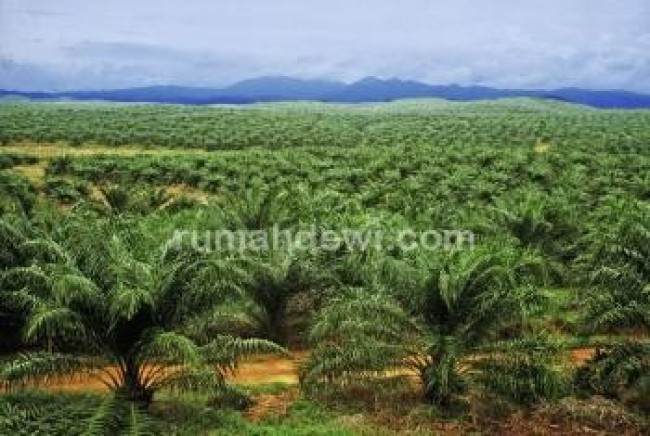 Perkebunan Kelapa Sawit sudah berbuah siap take over