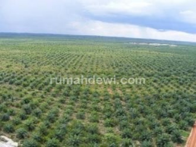 Kebun Kelapa Sawit di Kal Bar
