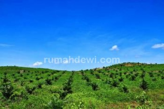 Pengadaan Kebun Kelapa Sawit di Kal Bar