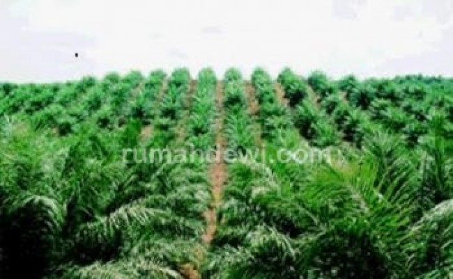 Pengadaan Kebun Kelapa Sawit di Kal Bar