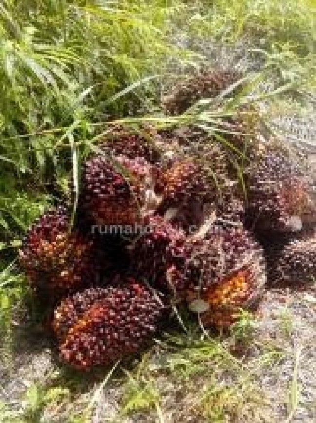 tanah Dijual Di Kalimantan Tengah