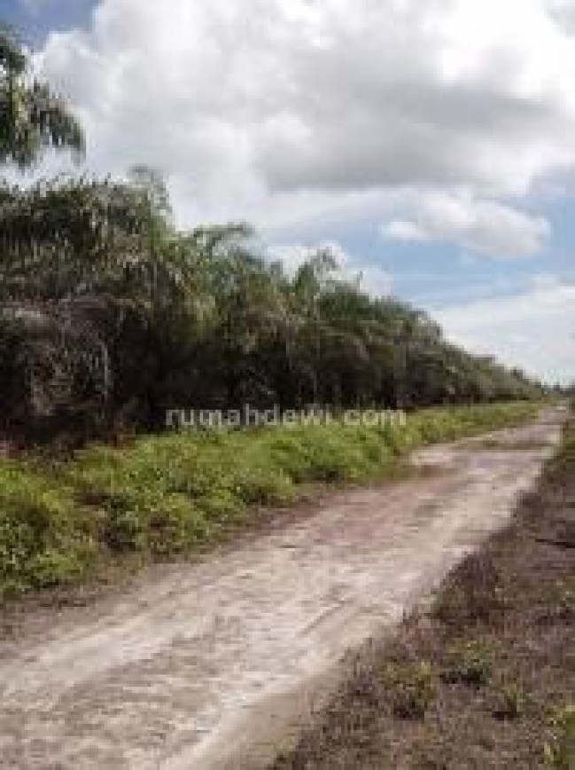 tanah Dijual Di Kalimantan Tengah